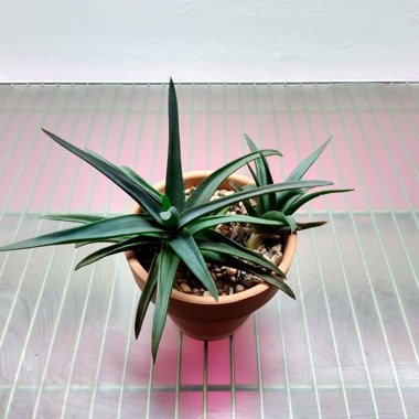 x Alworthia 'Black Gem'