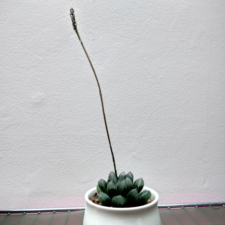 plant image 1233733