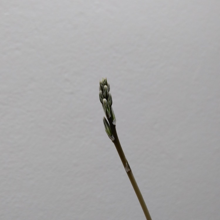 plant image 1233734