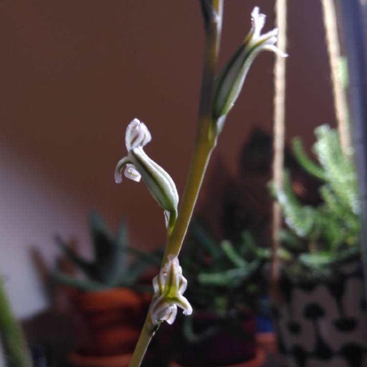 plant image 1235450