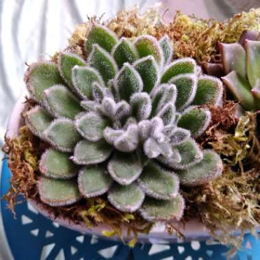 Echeveria Doris Taylor