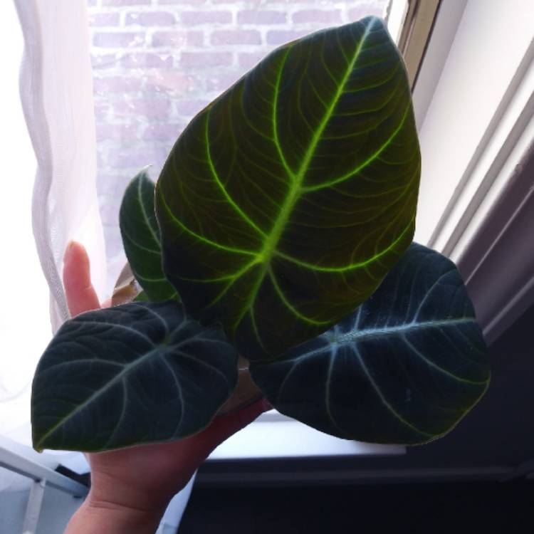 plant image 1407378
