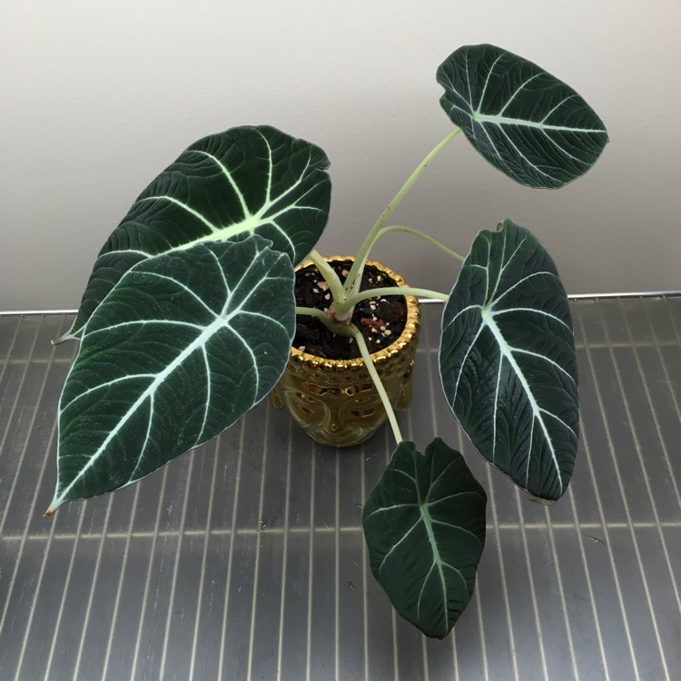 plant image 1484608