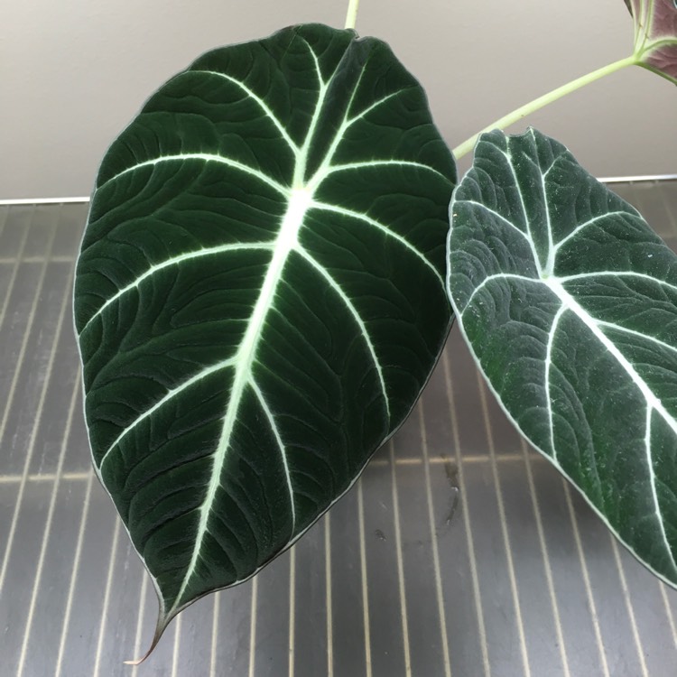 plant image 1484609
