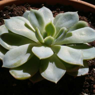 Echeveria Arctic Ice