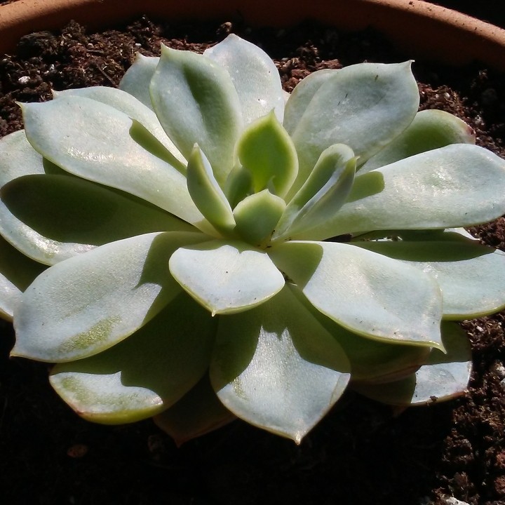plant image 883012 plant image 883012
