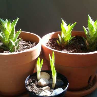 Aloe 'Juvenna'