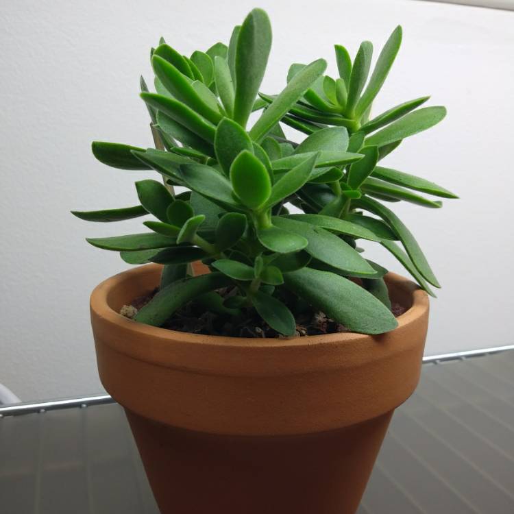 Plant image Crassula pubescens subsp. pubescens