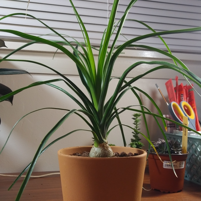 plant image 918503