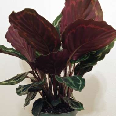 Calathea roseopicta 'Medallion'