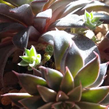 Graptopetalum Rusbyi