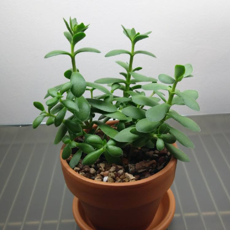 plant image 955187