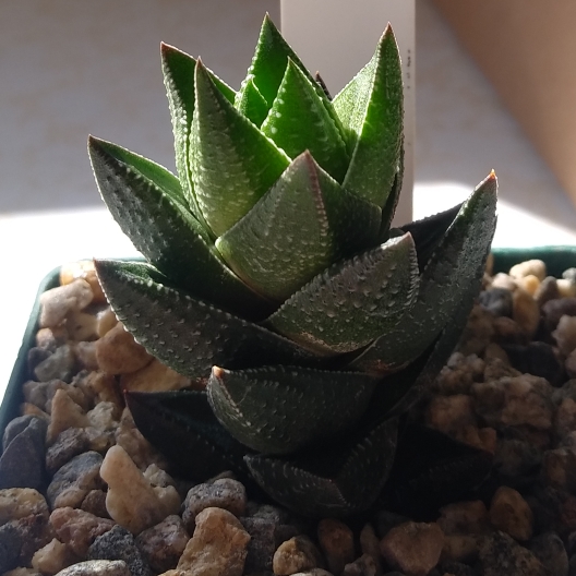 Plant image Haworthia resendeana