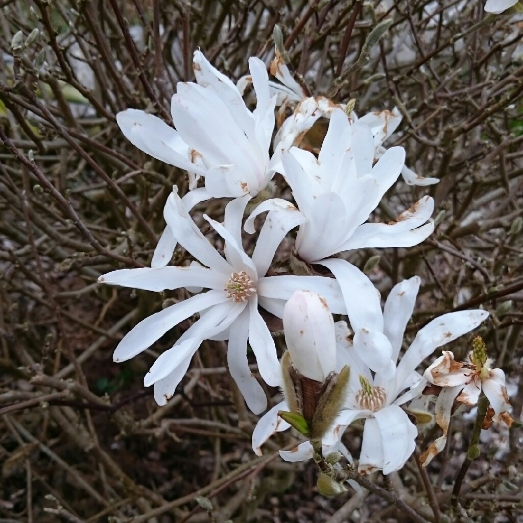 plant image 30130