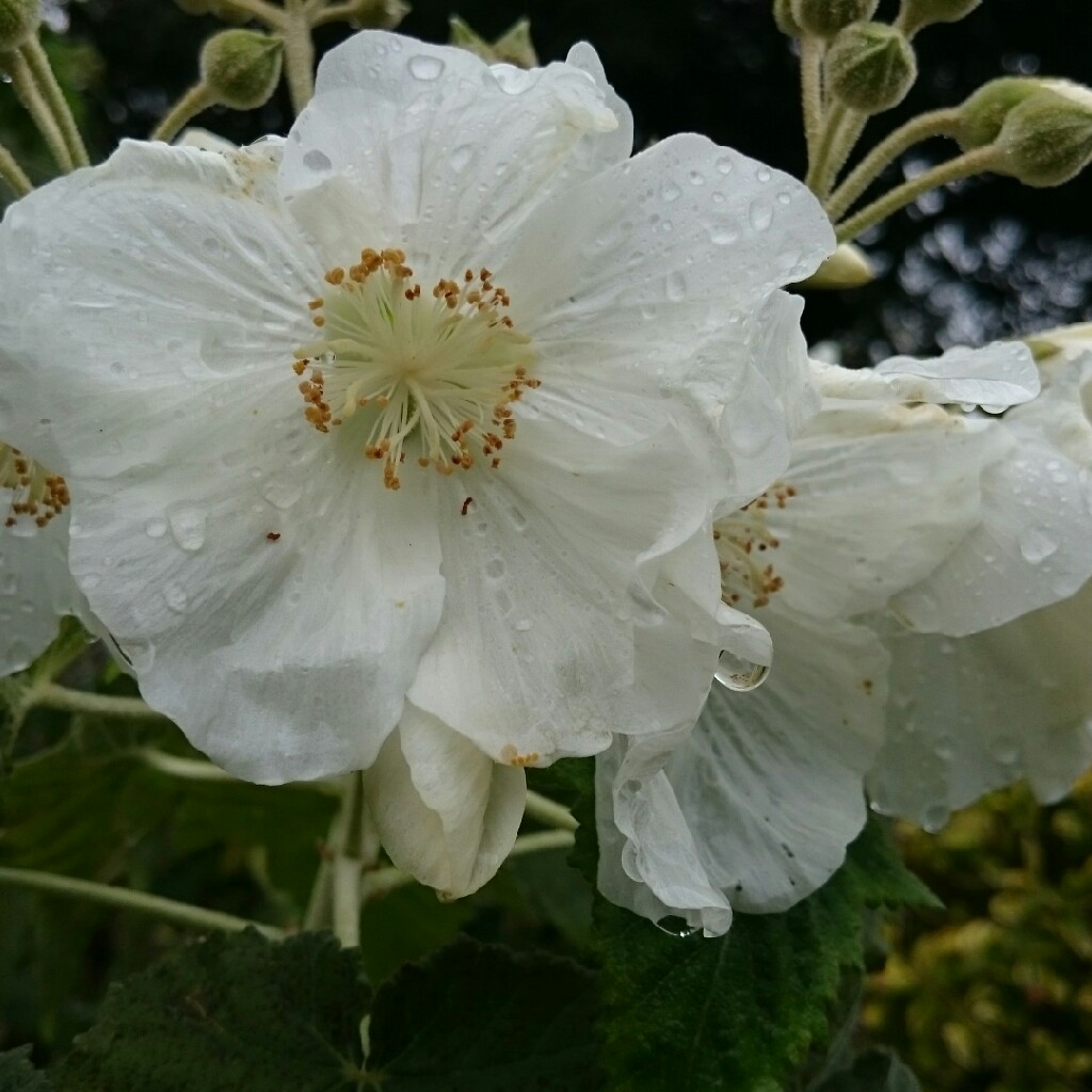 Plant image Lavatera x clementii 'Rosea'