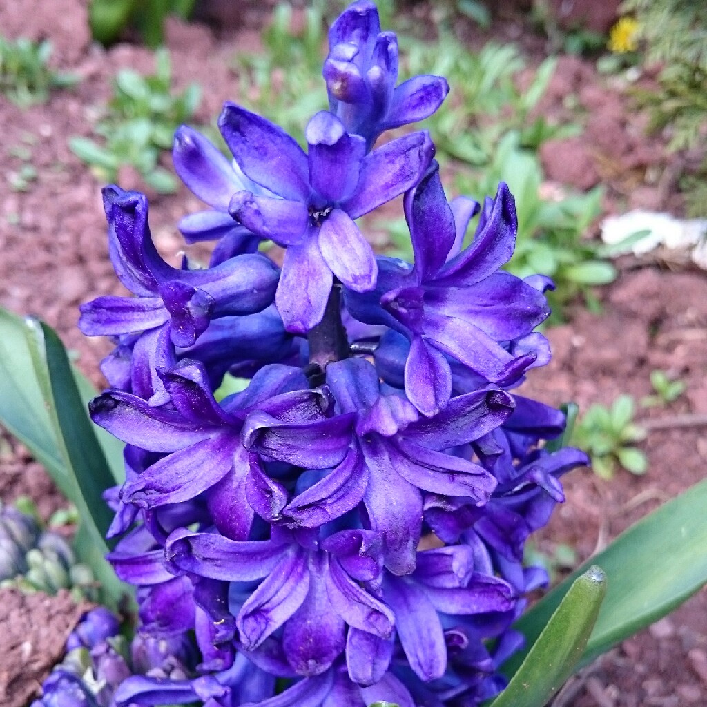 plant image 39350