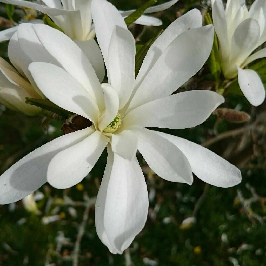 Plant image Magnolia stellata