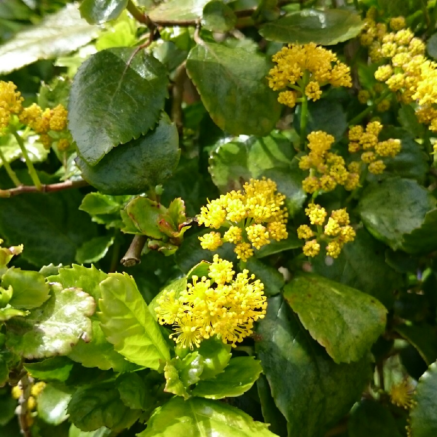 Plant image Azara serrata