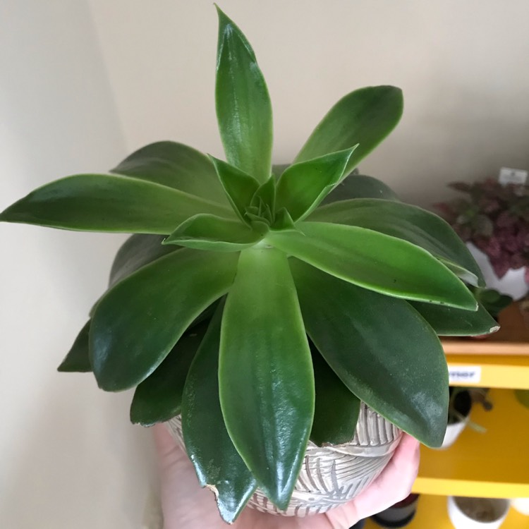 Plant image Echeveria Green Star