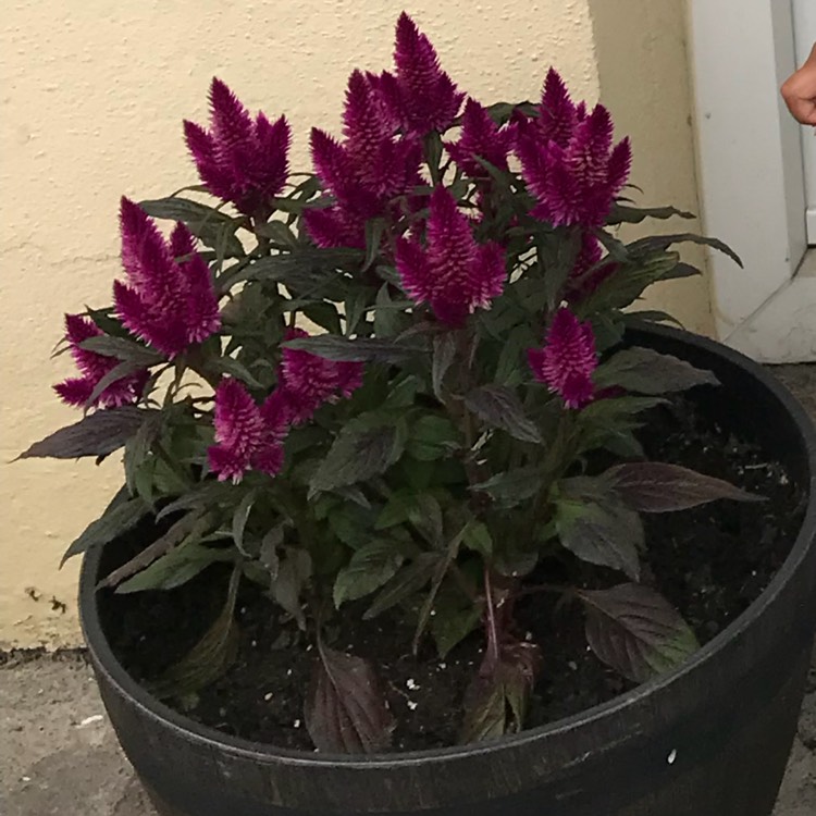 Plant image Celosia argentea plumosa