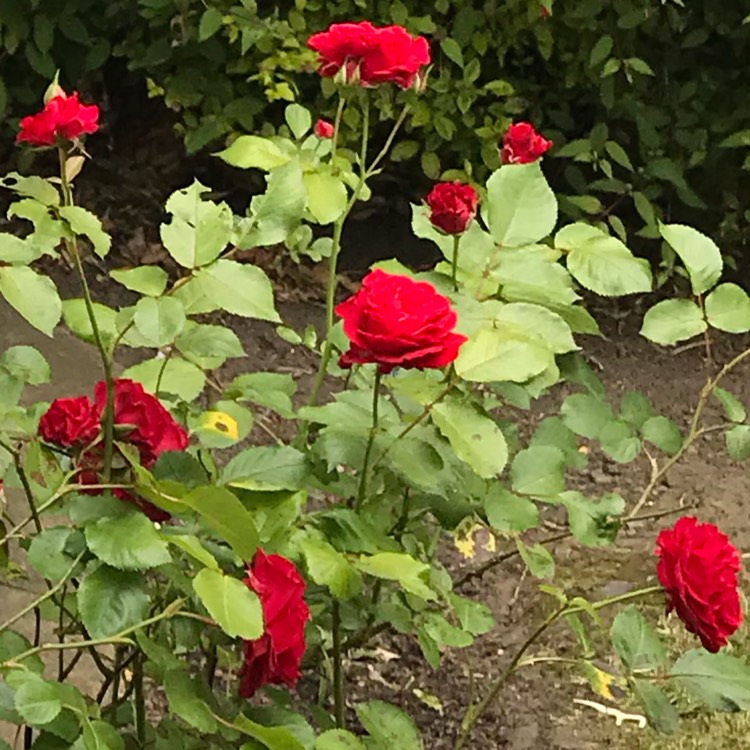 plant image 760177