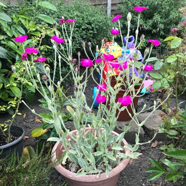 Lychnis coronaria syn. Agrostemma coronaria syn. Agrostemma tomentosum