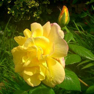 T's garden