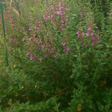 T's garden