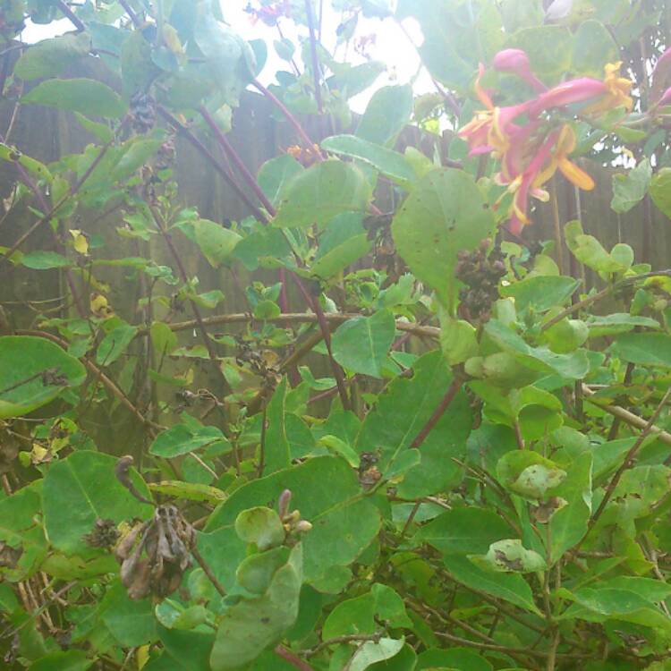 plant image 480679