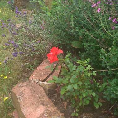 T's garden