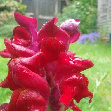 T's garden