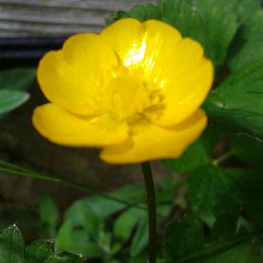 Creeping Buttercup