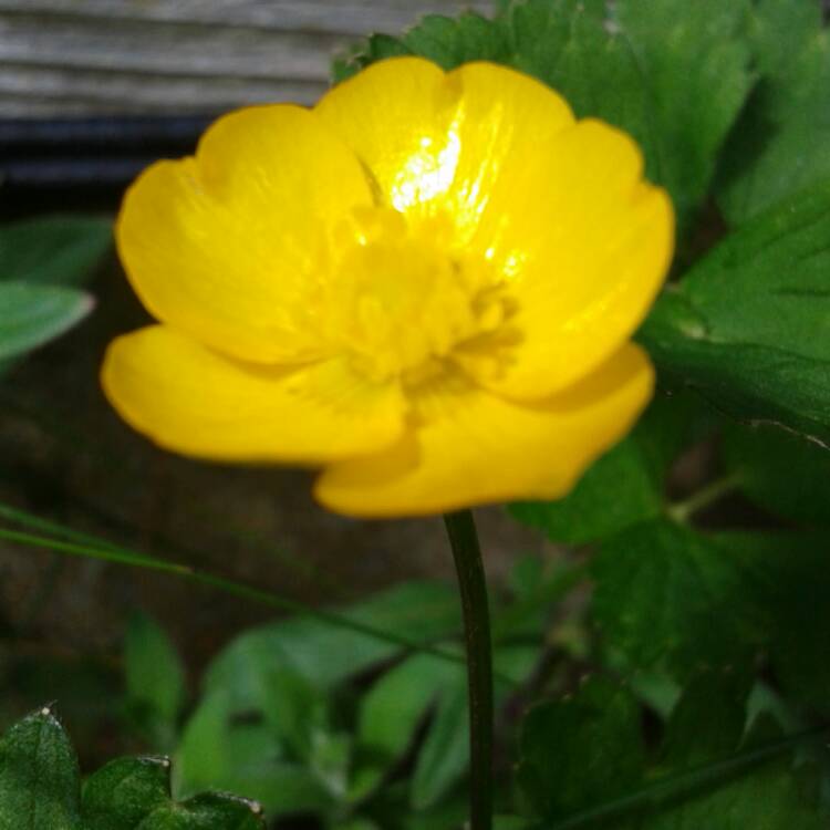 Plant image Ranunculus repens