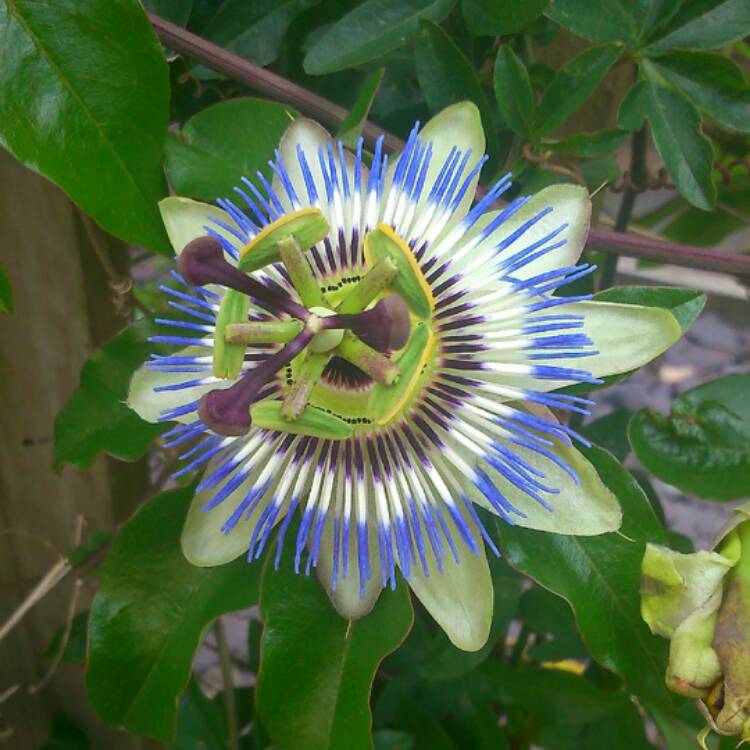 plant image 481753