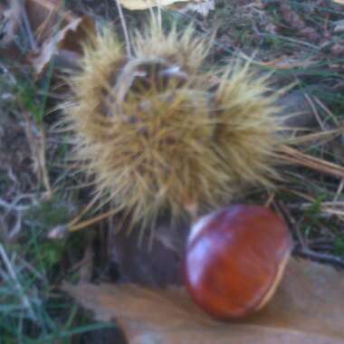 Sweet Chestnut