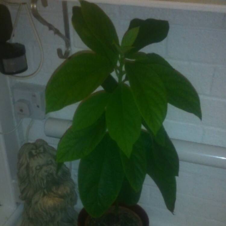 plant image 564603