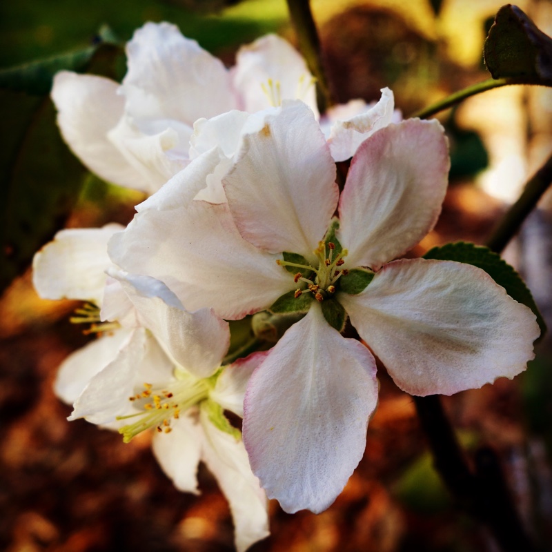 Plant image Malus domestica 'Granny Smith'