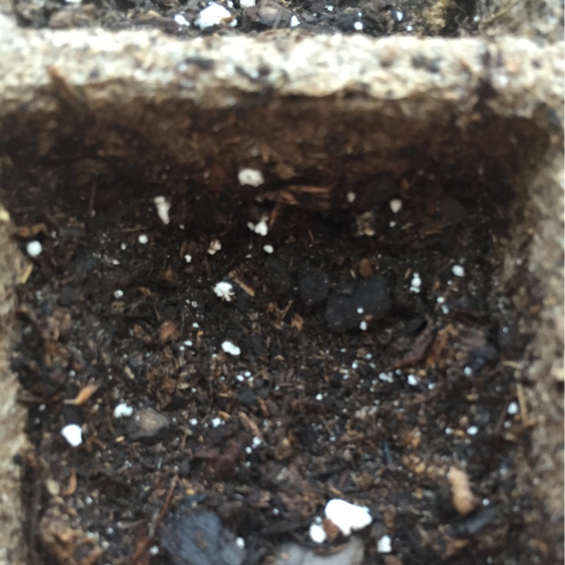 plant image 168471