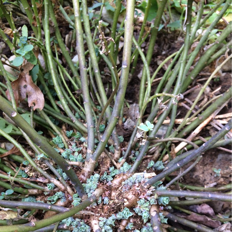 plant image 268631