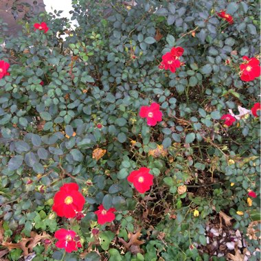 Rose 'Eye Paint'
