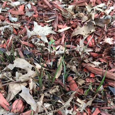 Spiderwort