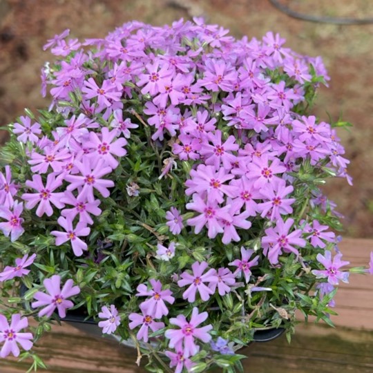 plant image 1715959