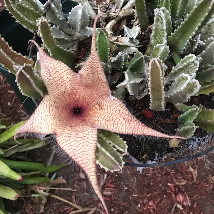 Plant image Stapelia hirsuta
