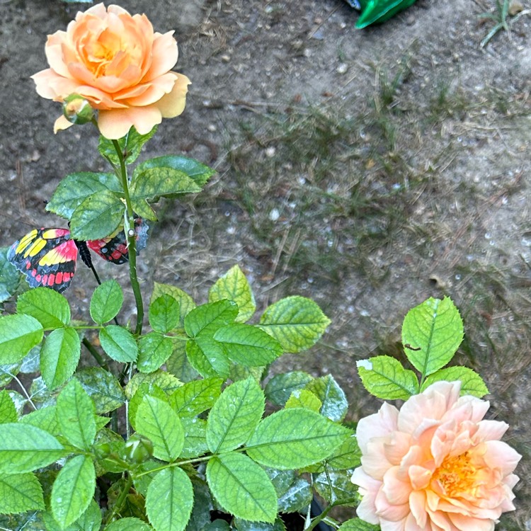 Plant image Rosa 'Horcogjil' syn. Rosa 'At Last', Rosa 'Rose At Last', Rosa 'City Of Hastings'