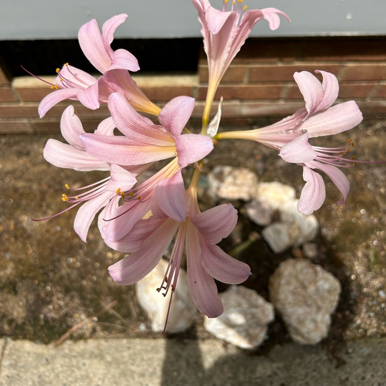 plant image 1719795