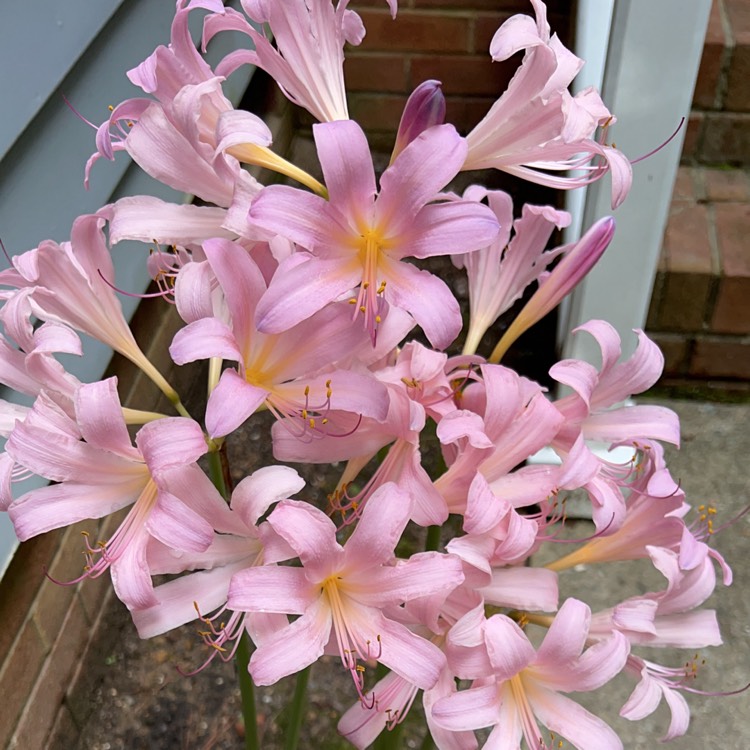 plant image 1720463