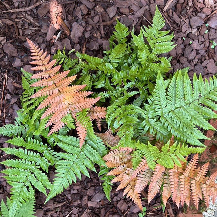 Plant image Dryopteris erythrosora 'Brilliance'