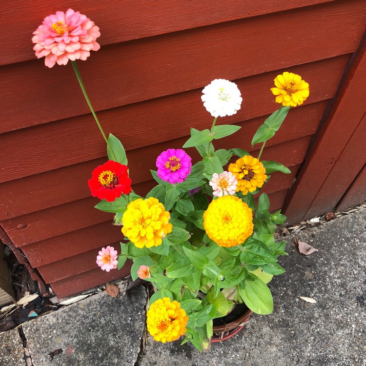 plant image 1135429