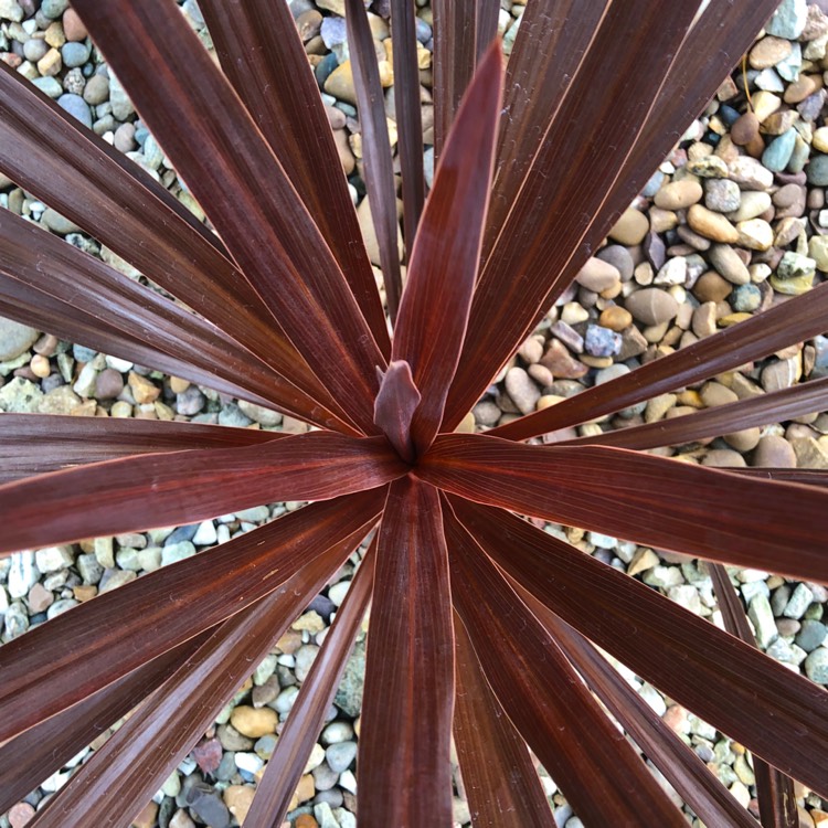 plant image 1137380