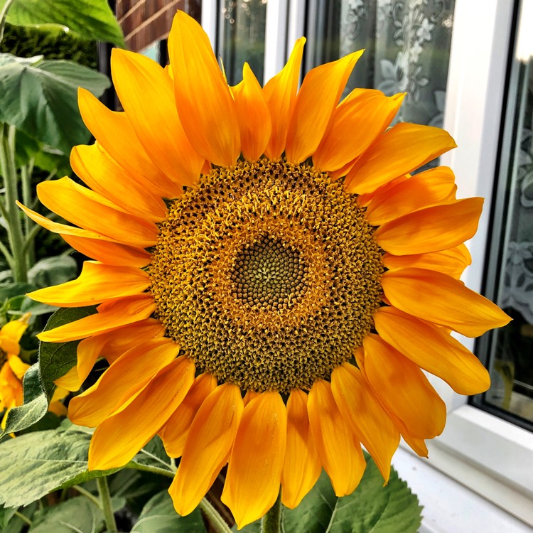plant image 1152118